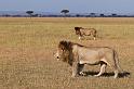 100 Tanzania, N-Serengeti, leeuwen